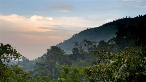 Bwindi Uganda: Guide to Bwindi Impenetrable National Park.